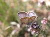 9098 – Photo : Mael Garrin – France (84)