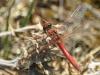9953 – Photo : sylvain allombert – France (06)
