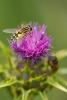 9033 – Photo : olivier puccia – France (13)