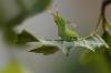 9363 – Photo : Michel Guttin – France (69)