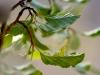 9364 – Photo : Michel Guttin – France (69)