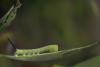 Sphinx ligustri