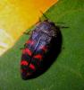 9574 – Photo : Calmont B. – Espagne
