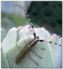 9341 – Photo : Anne-Marie Uyttenbroeck – France (46)
