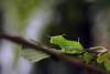 9546 – Photo : Michel Guttin – France (69)