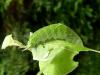 Apatura iris