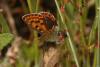 9802 – Photo : Michel Guttin – France (07)