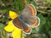 9854 – Photo : Dimitri GEYSTOR – France (47)