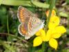 9855 – Photo : Dimitri GEYSTOR – France (47)