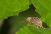 9310 – Photo : microbe – France (62)