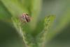 9361 – Photo : microbe – France (62)