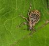 9311 – Photo : microbe – France (62)