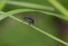 9693 – Photo : microbe – France (62)