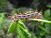9340 – Photo : Nicolas Tobak – France (74)