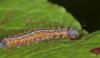 9872 – Photo : microbe – France (62)