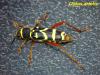9437 – Photo : Didier Roustide – France (35)