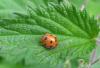 9478 – Photo : pouch – France (14)