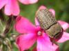 9122 – Photo : Anne-Marie Uyttenbroeck – France (46)