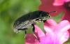 9123 – Photo : Anne-Marie Uyttenbroeck – France (46)