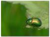 9180 – Photo : coupdoeil37 – France (37)