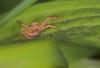 9621 – Photo : microbe – France (62)