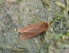 9542 – Photo : pouch – France (76)