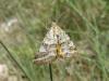 9587 – Photo : Arnaud Jean-Pierre – France (66)