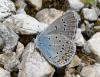 9672 – Photo : Arnaud Jean-Pierre – France (11)
