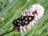 9812 – Photo : Arnaud Jean-Pierre – France (09)