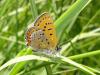 9793 – Photo : Arnaud Jean-Pierre – France (66)