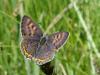9796 – Photo : Arnaud Jean-Pierre – France (66)