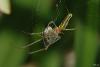 9374 – Photo : Arno Szwab – France (59)