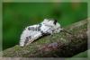 9134 – Photo : David Demerges – France (07)