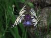 9636 – Photo : Paul Giboureau – France (37)