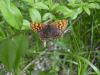 9161 – Photo : Nicolas Tobak – France (73)