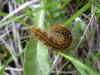 9427 – Photo : Nicolas Tobak – France (74)