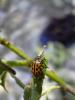9264 – Photo : Nicolas Tobak – France (74)