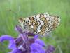 9604 – Photo : Nicolas Tobak – France (74)