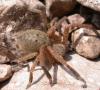 Olios argelasius