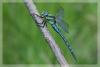9556 – Photo : David Demerges – France (38)