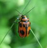 9448 – Photo : Vincent Lefebvre – France (91)
