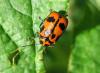 9770 – Photo : Vincent Lefebvre – France (91)