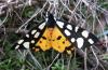 9848 – Photo : Vincent Lefebvre – France (77)