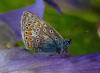 9851 – Photo : Cecile Bassaglia – France (91)