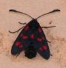 9453 – Photo : Lauzias – France (07)