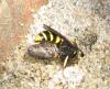 9334 – Photo : Lauzias – France (07)