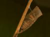 9629 – Photo : Paul Giboureau – France (37)