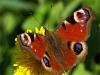 9552 – Photo : Daniel Pollen – Suisse