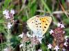 9073 – Photo : pierre desriaux – France (06)