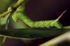 Sphinx ligustri